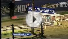 Droopys Roddick - R.F.S Puppy Derby Final 2015 - Wimbledon