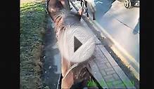 Riding Jazz on Wimbledon Common - 19th January 2016 (1/2)